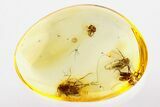 Fossil Spider, Adult Leafhopper, and Fly in Baltic Amber #278828-1